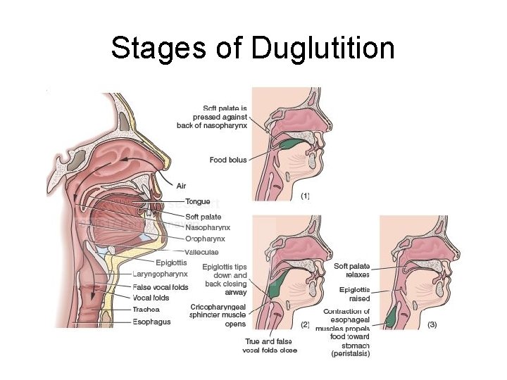 Stages of Duglutition Stages of Duglutition