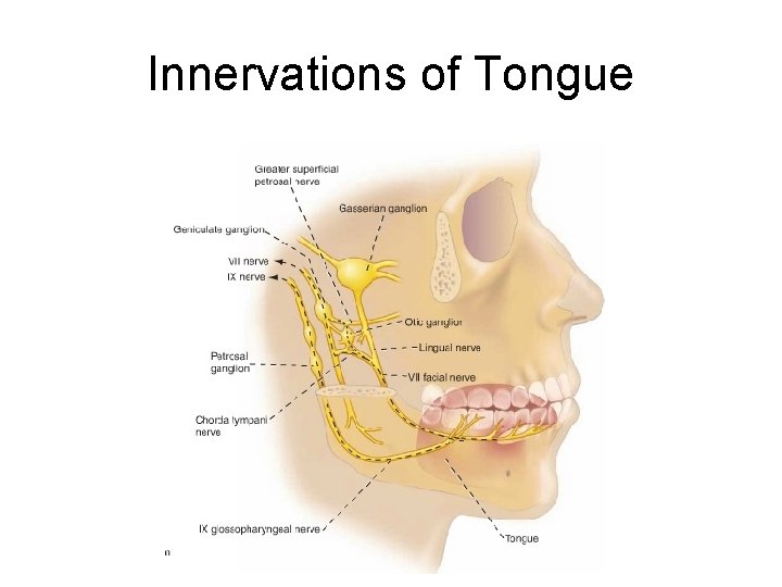 Innervations of Tongue 