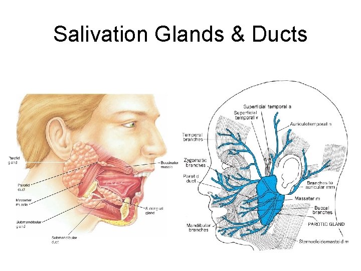 Salivation Glands & Ducts 