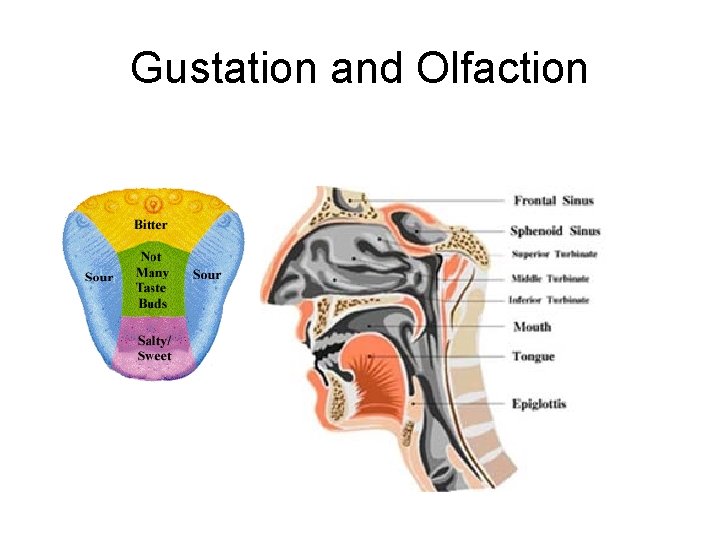 Gustation and Olfaction Gustation and Olfaction