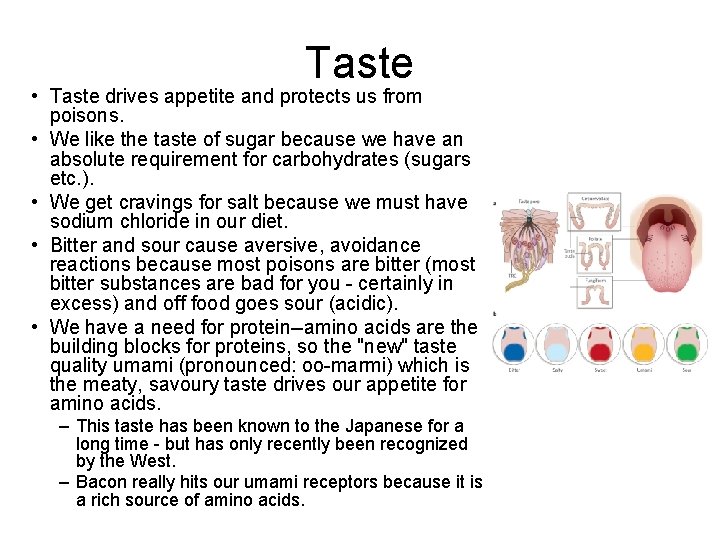 Taste • Taste drives appetite and protects us from poisons. • We like the