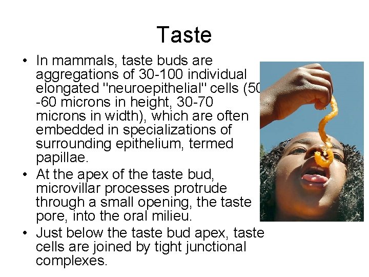 Taste • In mammals, taste buds are aggregations of 30 -100 individual elongated "neuroepithelial" Taste • In mammals, taste buds are aggregations of 30 -100 individual elongated "neuroepithelial"
