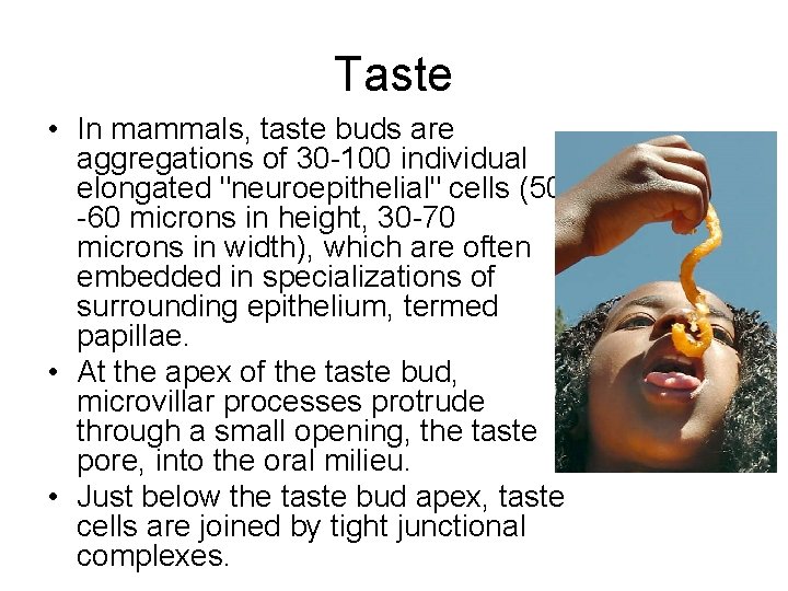 Taste • In mammals, taste buds are aggregations of 30 -100 individual elongated "neuroepithelial"