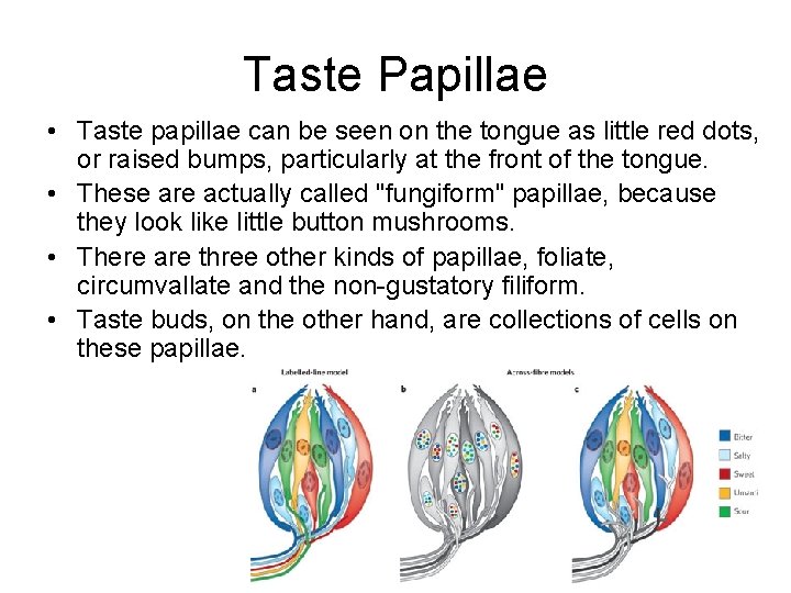 Taste Papillae • Taste papillae can be seen on the tongue as little red Taste Papillae • Taste papillae can be seen on the tongue as little red