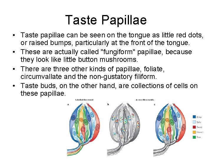 Taste Papillae • Taste papillae can be seen on the tongue as little red