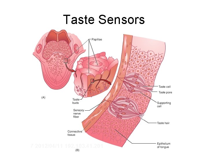 Taste Sensors 