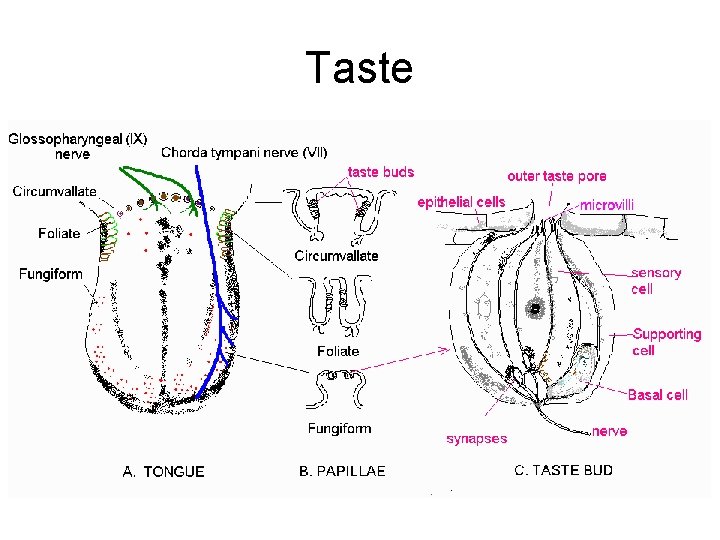 Taste 