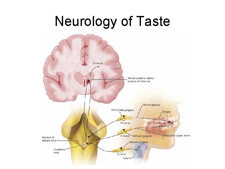 Neurology of Taste 