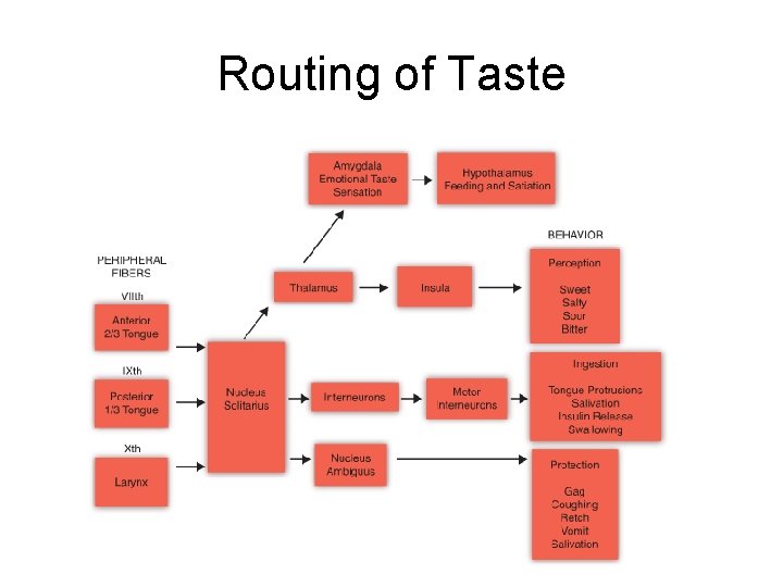 Routing of Taste 