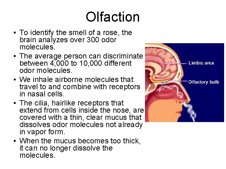 Olfaction • To identify the smell of a rose, the brain analyzes over 300 Olfaction • To identify the smell of a rose, the brain analyzes over 300
