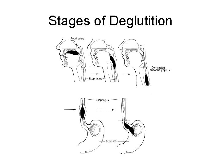 Stages of Deglutition 