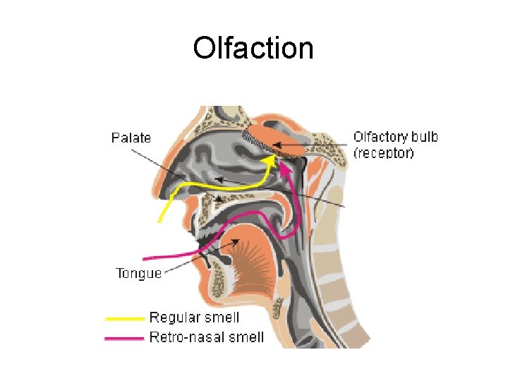 Olfaction 