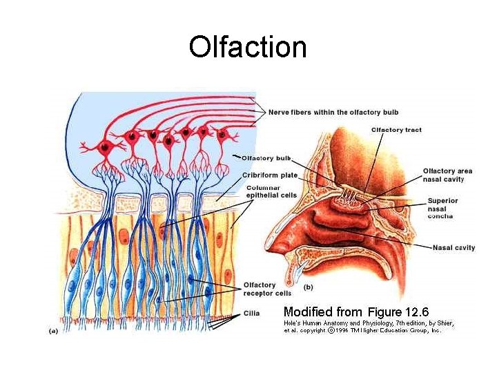 Olfaction 