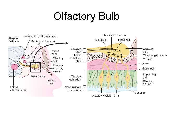 Olfactory Bulb Olfactory Bulb