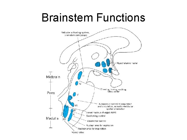 Brainstem Functions 