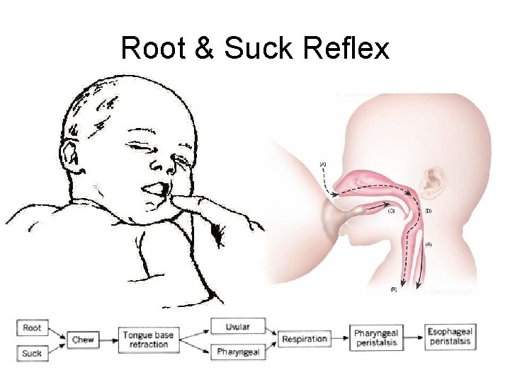 Root & Suck Reflex 