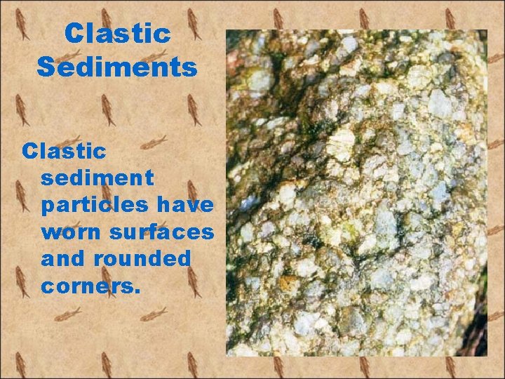 Clastic Sediments Clastic sediment particles have worn surfaces and rounded corners. 
