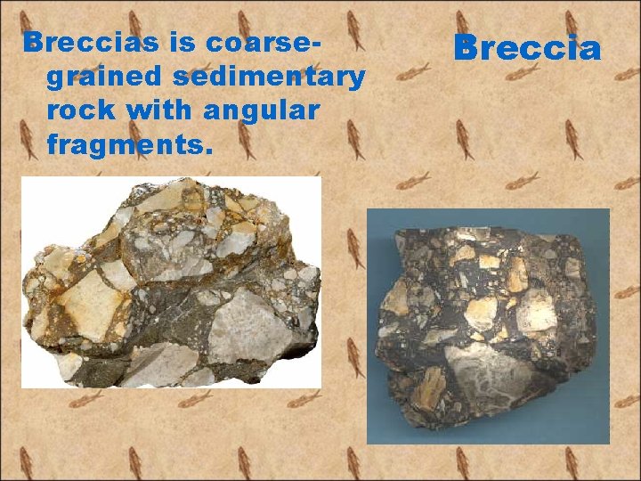 Breccias is coarsegrained sedimentary rock with angular fragments. Breccia 