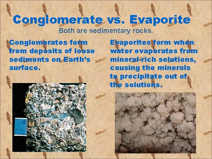 Conglomerate vs. Evaporite Both are sedimentary rocks. Conglomerates form from deposits of loose sediments