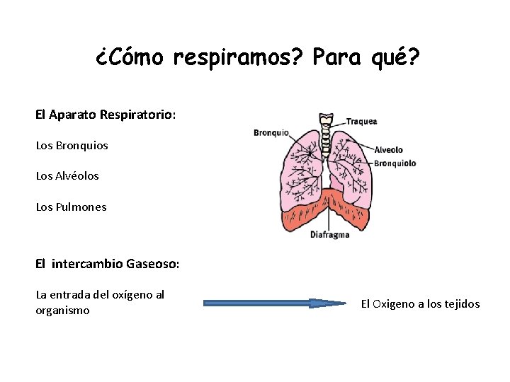 ¿Cómo respiramos? Para qué? El Aparato Respiratorio: Los Bronquios Los Alvéolos Los Pulmones El