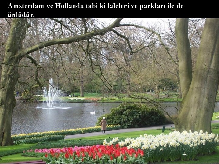 Amsterdam ve Hollanda tabi ki laleleri ve parkları ile de ünlüdür. 