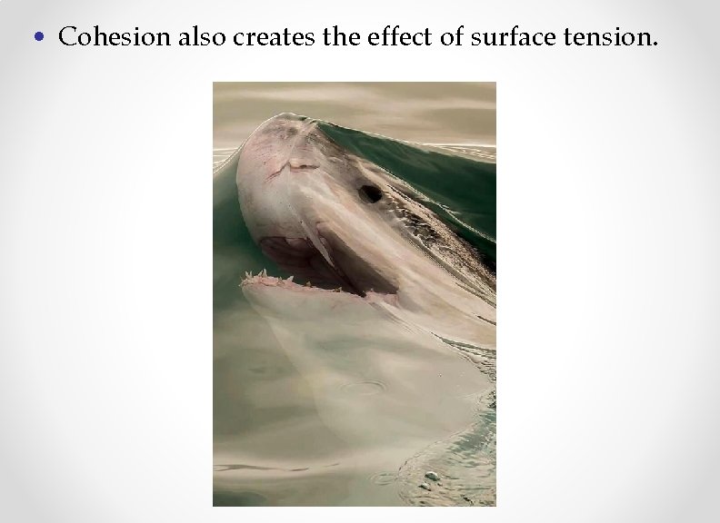  • Cohesion also creates the effect of surface tension. 