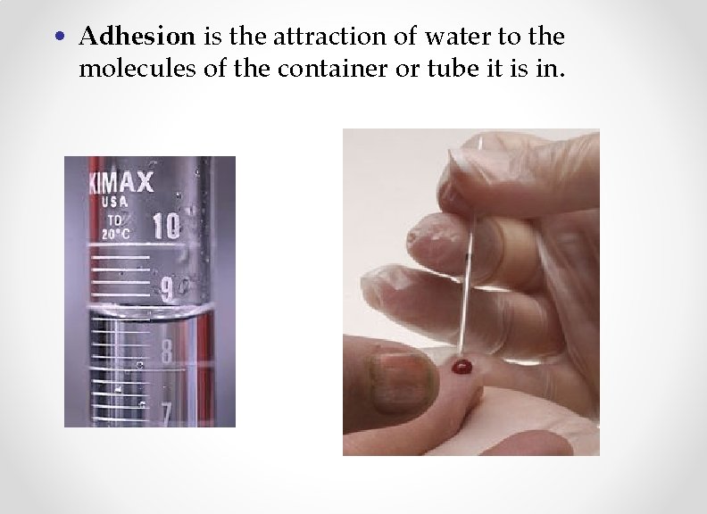  • Adhesion is the attraction of water to the molecules of the container