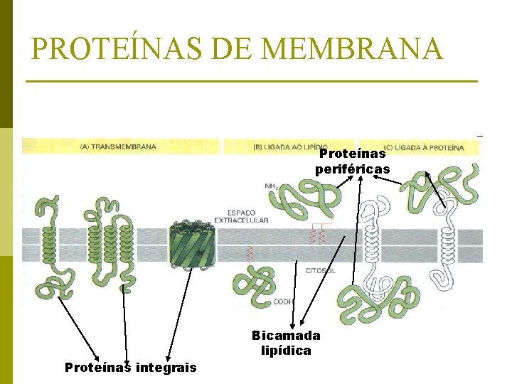 PROTEÍNAS DE MEMBRANA Proteínas periféricas Proteínas integrais Bicamada lipídica 