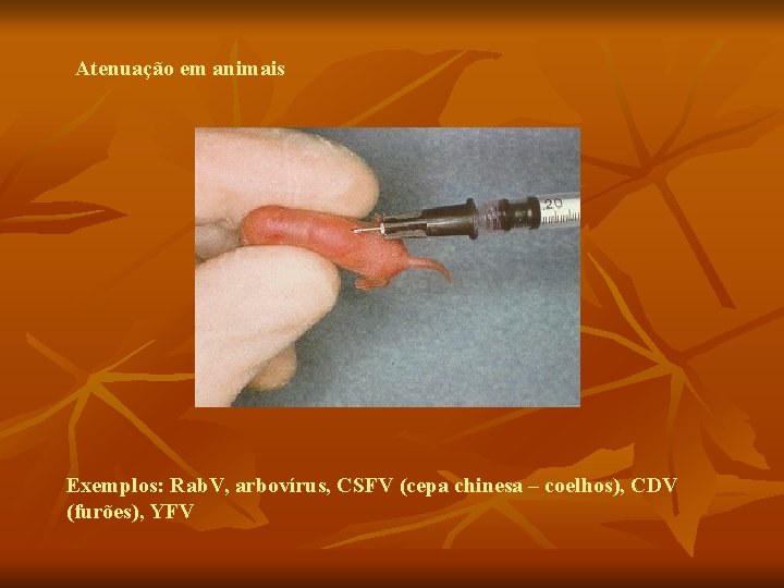Atenuação em animais Exemplos: Rab. V, arbovírus, CSFV (cepa chinesa – coelhos), CDV (furões),