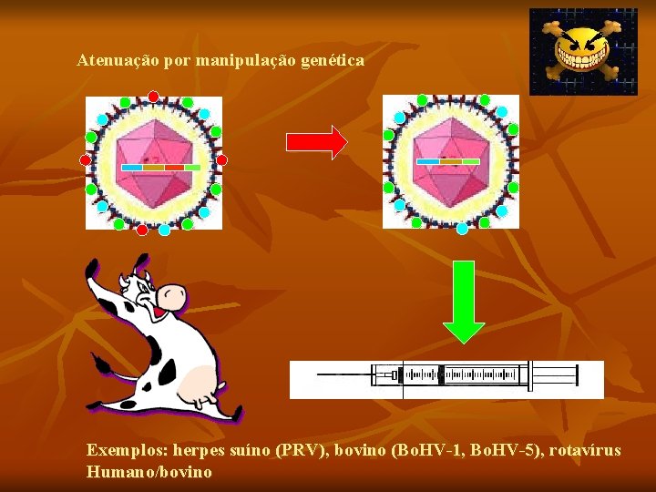 Atenuação por manipulação genética Exemplos: herpes suíno (PRV), bovino (Bo. HV-1, Bo. HV-5), rotavírus Atenuação por manipulação genética Exemplos: herpes suíno (PRV), bovino (Bo. HV-1, Bo. HV-5), rotavírus