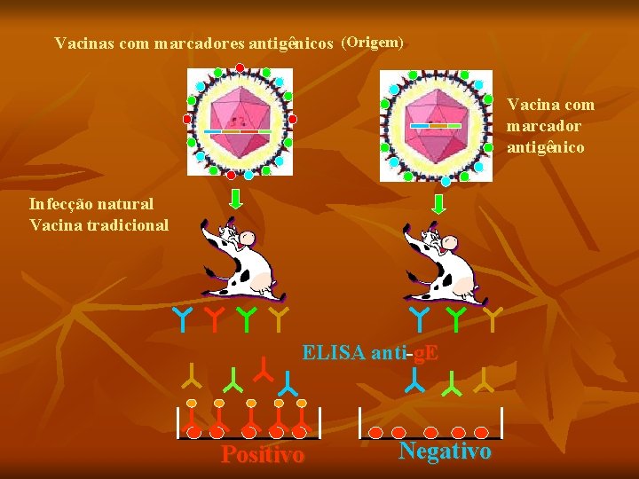 Vacinas com marcadores antigênicos (Origem) Vacina com marcador antigênico Infecção natural Vacina tradicional ELISA Vacinas com marcadores antigênicos (Origem) Vacina com marcador antigênico Infecção natural Vacina tradicional ELISA