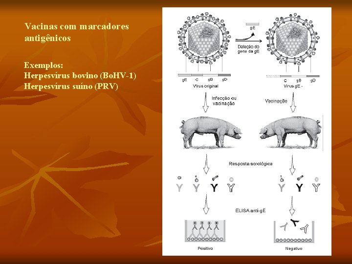 Vacinas com marcadores antigênicos Exemplos: Herpesvírus bovino (Bo. HV-1) Herpesvírus suíno (PRV) 