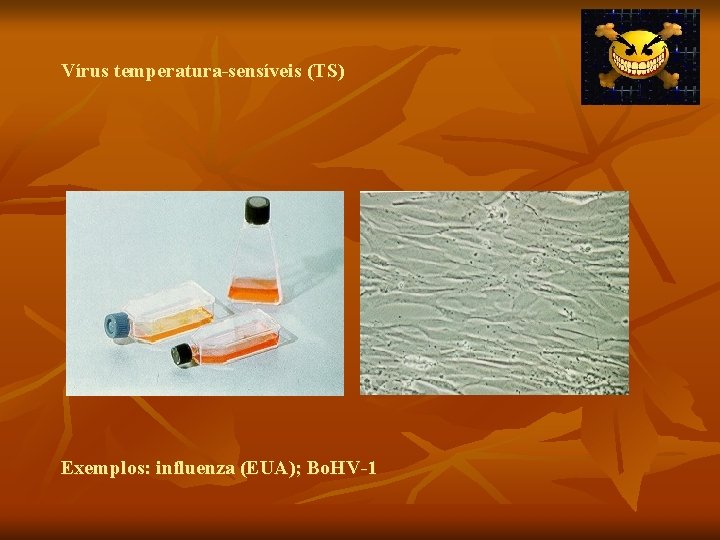 Vírus temperatura-sensíveis (TS) Exemplos: influenza (EUA); Bo. HV-1 Vírus temperatura-sensíveis (TS) Exemplos: influenza (EUA); Bo. HV-1