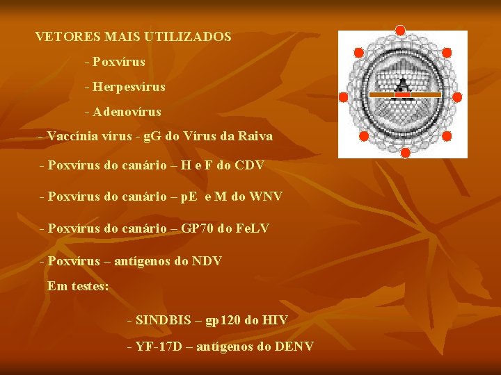 VETORES MAIS UTILIZADOS - Poxvírus - Herpesvírus - Adenovírus - Vaccínia vírus - g. VETORES MAIS UTILIZADOS - Poxvírus - Herpesvírus - Adenovírus - Vaccínia vírus - g.