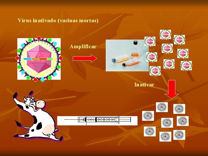 Vírus inativado (vacinas mortas) Amplificar Inativar 