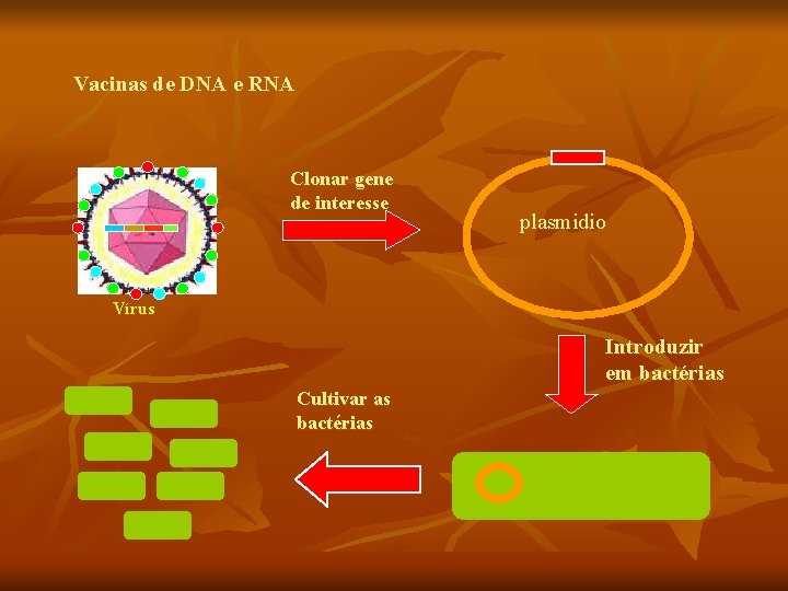 Vacinas de DNA e RNA Clonar gene de interesse plasmidio Vírus Introduzir em bactérias