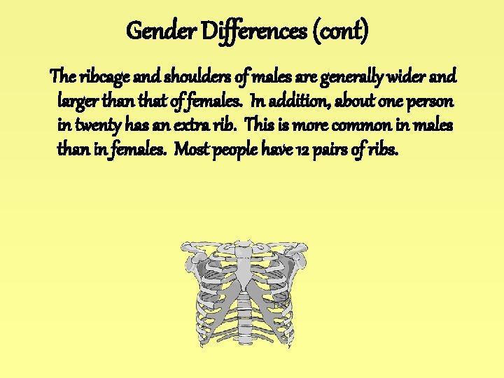 Gender Differences (cont) The ribcage and shoulders of males are generally wider and larger