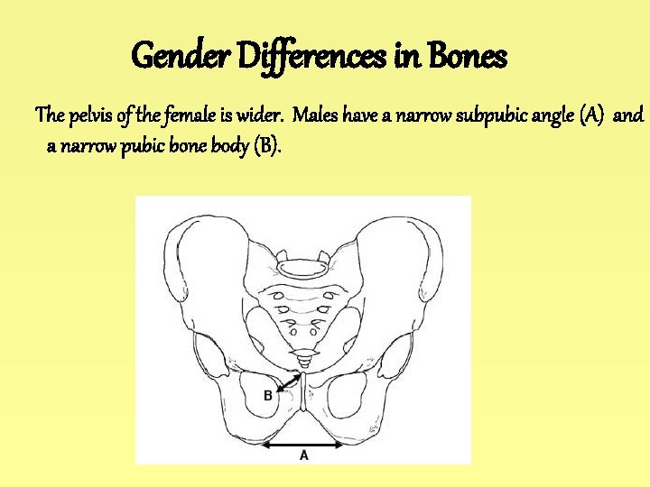 Gender Differences in Bones The pelvis of the female is wider. Males have a