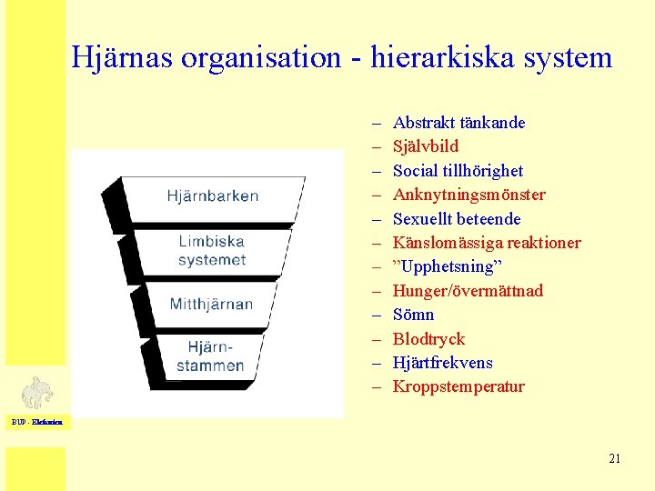 Hjärnas organisation - hierarkiska system – – – Abstrakt tänkande Självbild Social tillhörighet Anknytningsmönster