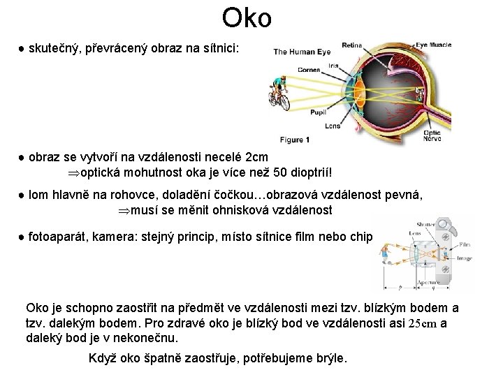 Oko ● skutečný, převrácený obraz na sítnici: ● obraz se vytvoří na vzdálenosti necelé Oko ● skutečný, převrácený obraz na sítnici: ● obraz se vytvoří na vzdálenosti necelé