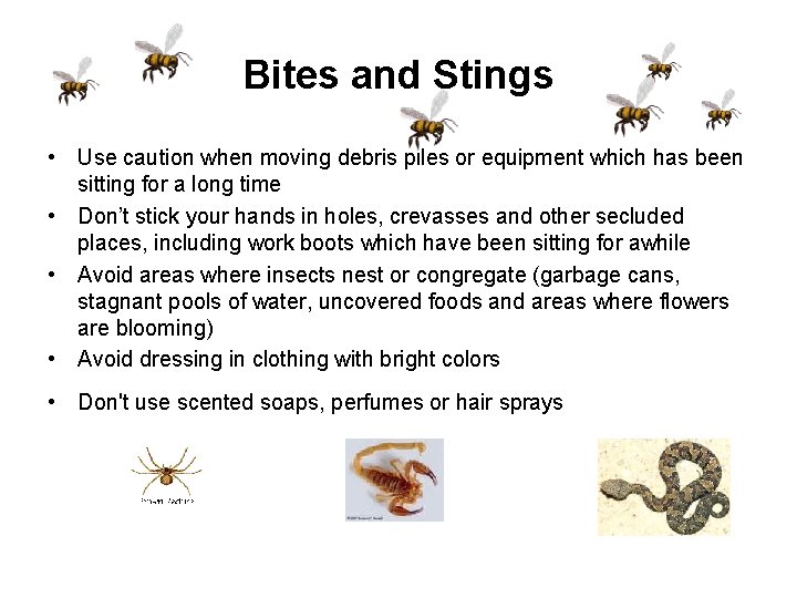 Bites and Stings • Use caution when moving debris piles or equipment which has