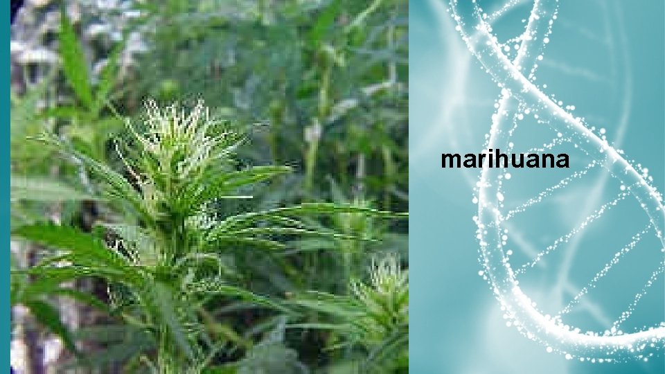 marihuana 