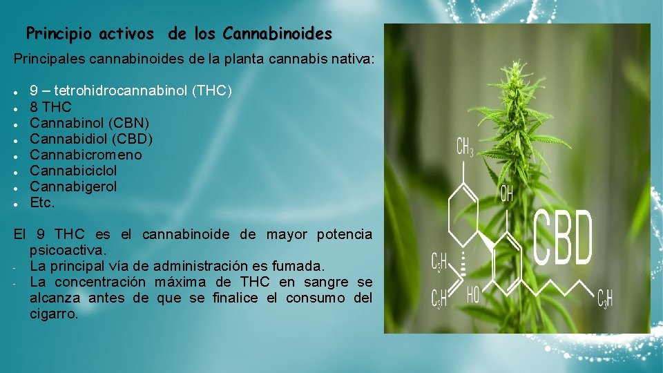 Principio activos de los Cannabinoides Principales cannabinoides de la planta cannabis nativa: ● ●