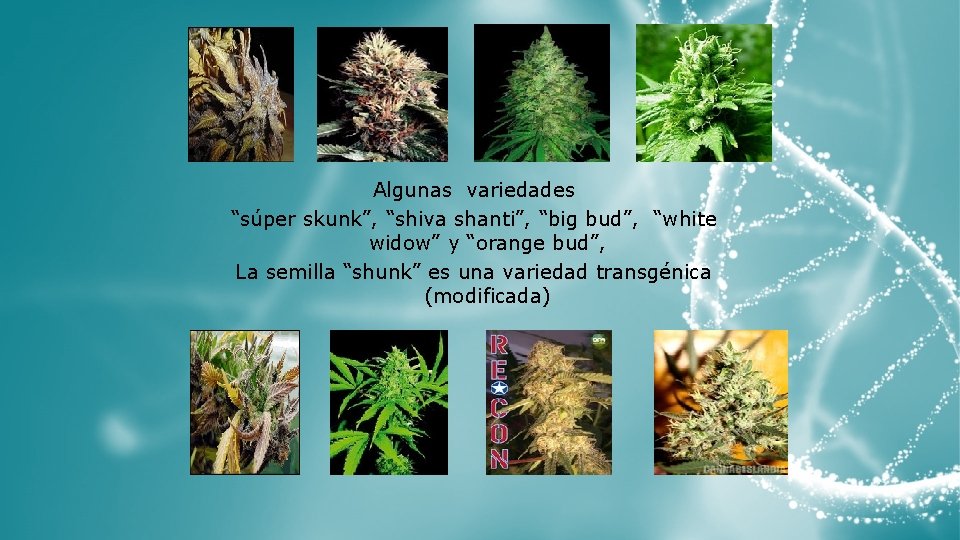 Algunas variedades “súper skunk”, “shiva shanti”, “big bud”, “white widow” y “orange bud”, La