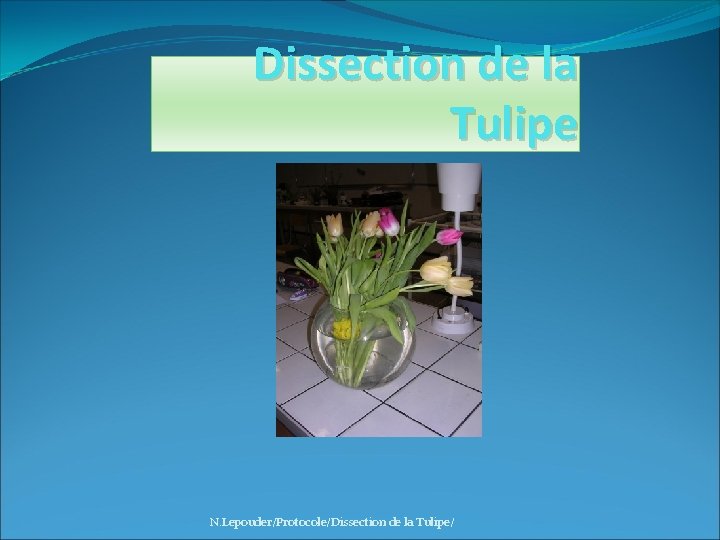 Dissection de la Tulipe N. Lepouder/Protocole/Dissection de la Tulipe/ 