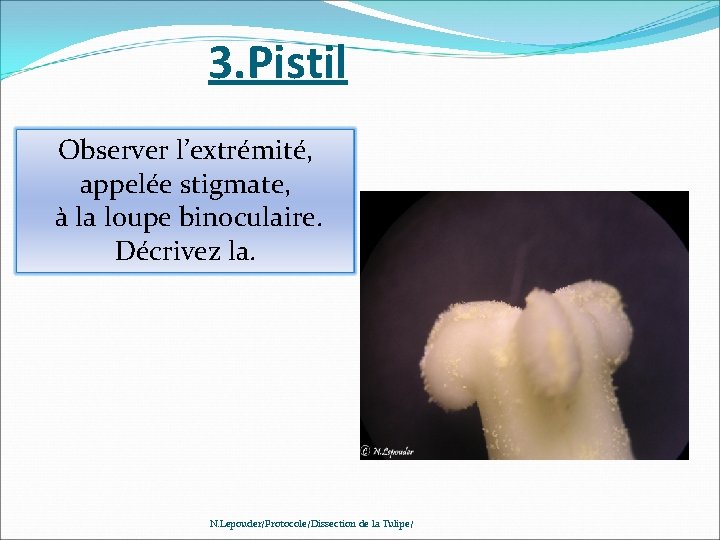 3. Pistil Observer l’extrémité, appelée stigmate, à la loupe binoculaire. Décrivez la. N. Lepouder/Protocole/Dissection