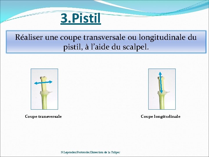 3. Pistil Réaliser une coupe transversale ou longitudinale du pistil, à l’aide du scalpel.