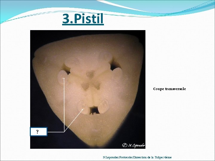 3. Pistil Coupe transversale ? ? N. Lepouder/Protocole/Dissection de la Tulipe/ 6ème 