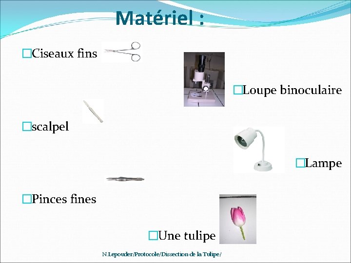 Matériel : �Ciseaux fins �Loupe binoculaire �scalpel �Lampe �Pinces fines �Une tulipe N. Lepouder/Protocole/Dissection