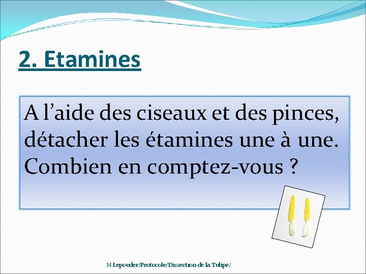 2. Etamines A l’aide des ciseaux et des pinces, détacher les étamines une à